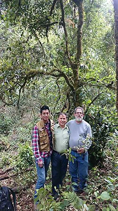 Descubren en Cofre de Perote especie arbórea única en México - alcalorpolitico