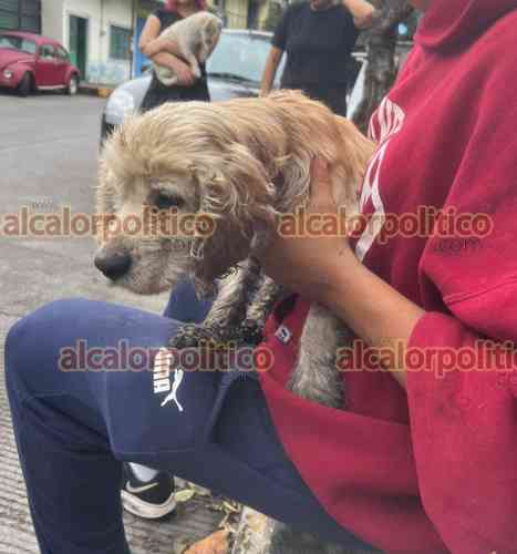 Perro Cal Aumenta número de perros callejeros en Córdoba, afirman - Al Calor Político