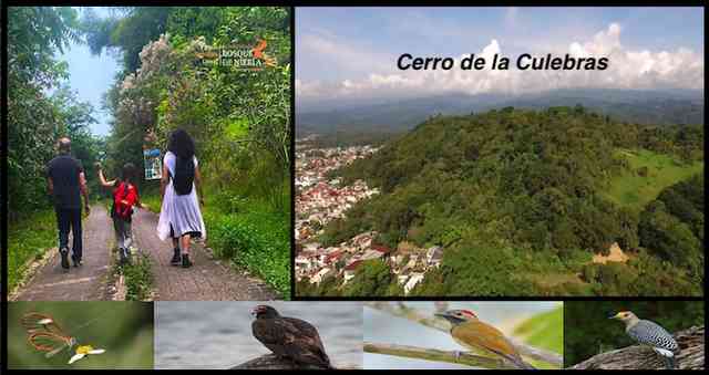 Cerro de las culebras: pulmón coatepecano en riesgo - Al Calor Político