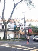 Xalapa, Ver., 28 de enero de 2022.- Atiende personal del ayuntamiento la caída de una rama de árbol provocada por los fuertes vientos que trajo la entrada del Frente Frío 26, en la avenida Ignacio de la Llave.