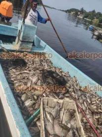 Úrsulo Galván, Ver., 6 de junio de 2023.- Productores de la Barra de Chachalacas tuvieron que deshacerse de toneladas de tilapias que murieron por contaminación de río Actopan.
