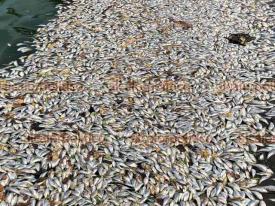 Veracruz, Ver., 18 de abril de 2024.- Miles de peces aparecieron muertos a orilla de la laguna La Ilusin, rea natural protegida. Vecinos atribuyen el problema a una tubera de aguas residuales de Grupo MAS que contamina el sitio, lo cual no ha sido atendido por la empresa.
