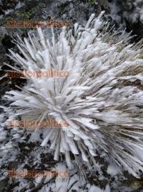 Perote, Ver., 11 de noviembre de 2025.-Una bellísima cencellada se dejó ver en algunas áreas del Cofre de Perote, bajando los termómetros hasta los 5 grados centígrados. Estampas muy decembrinas. Fotos de José Luis Yáñez García exclusivo para Al Calor Politico