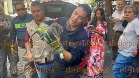 Xalapa, Ver., 4 de diciembre de 2025.- Proteccin Civil Municipal rescat a un tlacuache que se ocultaba dentro de un automvil, en el Centro de la ciudad. Fue llevado a una Unidad de Manejo Animal.