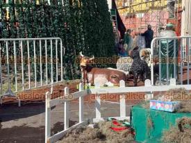 Xalapa, Ver., 7 de enero de 2026.- Este mi�rcoles, una vez concluidos los festejos navide�os y por el D�a de Reyes, personal de Gobierno comenz� a desmontar el Nacimiento, el �rbol y adornos que se colocaron en plaza Lerdo y parque Ju�rez.