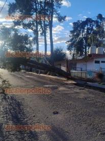 Xalapa, Ver., 22 de febrero de 2026.- Debido a los fuertes vientos, un enorme �rbol cay� hacia la Avenida Fernando Guti�rrez Barrios, de la colonia Luz del Barrio, y derrib� el cableado de energ�a el�ctrica y servicio de Internet.