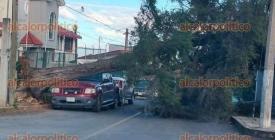Xalapa, Ver. 22 de febrero de 2026.- Por los fuertes vientos que soplaron la mayor parte de este domingo, en la ciudad cay� un �rbol de gran tama�o en la colonia Indeco Animas, no se registraron da�os ni lesiones a personas