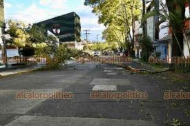 Xalapa, Ver., 22 de febrero de 2026.- Otro �rbol cay� en la calle Ignacio de la Llave la tarde de este domingo, bloqueando los dos carriles.
