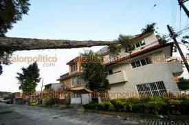 Xalapa, Ver., 22 de febrero de 2026.- �rbol que se encontraba dentro de la Unidad de Humanidades cay� sobre el techo de una casa ubicada en la calle Honorio Rodr�guez.

