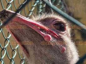 Orizaba, Ver., 24 de febrero de 2026.- Avestruz perdi� el ojo en la UMA del Paseo del R�o Orizaba. De acuerdo al alcalde Hugo Chah�n, estaba jugando con otro y en alg�n momento se pelearon.

