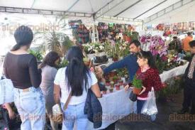 Xalapa, Ver., 13 de marzo de 2026.- En la plazuela del Carb�n se lleva a cabo el Mercado Ornamental Itinerante, donde vendedores exponen y ofrecen plantas, macetas, orqu�deas, insumos y accesorios. Estar�n hasta el 15 de marzo, de 10:00 a 20:00 horas.