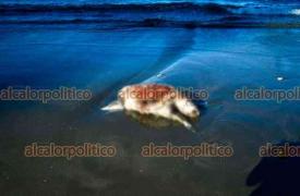 Boca del R�o , Ver., 18 de marzo de 2026.- Apareci� tortuga sin vida en la playa Tortuga. Turistas dieron aviso a las autoridades.
