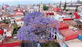 Xalapa, Ver., 31 de marzo de 2026.- Con la llegada de la primavera, �rboles de la Capital comienzan a florecer.