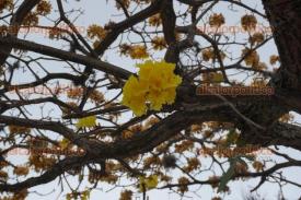 Xalapa, Ver., 4 de abril de 2026.- El Guayac�n que en otros a�os ha llamado la atenci�n de los xalape�os, este a�o floreci�, aunque sin si caracter�stico brillo.