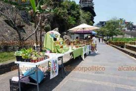 Xalapa, Ver., 25 de abril de 2026.- En el Paseo de los Lagos se instal� este s�bado la Expo Plantas, donde se podr�n adquirir suculentas, macetas, plantas de colecci�n, plantas de sombras, entre otras.
