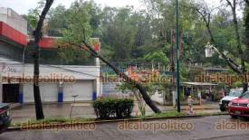 Xalapa, Ver., 11 de mayo de 2026.- Por redes se report� la ca�da de un �rbol en la avenida R�bsamen.