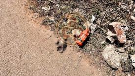 Xalapa, Ver., 21 de mayo de 2026.- Fue hallado tlacuache muerto en la banqueta de la Prolongaci�n Diamante, donde persiste la acumulaci�n de basura y maleza. Vecinos piden a autoridades disponer del cuerpo.
