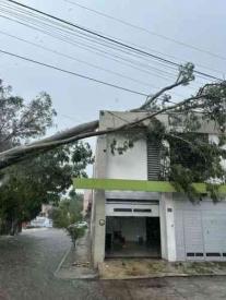 Xalapa, Ver., 21 de mayo de 2026.- M�s �rboles cayeron la tarde de este jueves en distintos puntos de la Capital. La tormenta los tir� en la calle Juan Sebastian Bach, en Camino Antiguo al Sumidero y en la Unidad El Coyol, donde fue afectada una vivienda.
