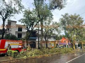 Xalapa, Ver., 21 de mayo de 2026.- Dos �rboles cayeron sobre la calle Am�ricas, uno a la altura de la calle Sarabia y otro en P�pila. 

