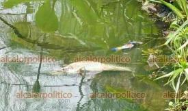 Xalapa, Ver., 3 de junio de 2026.- La administraci�n de Daniela Griego mantiene en el olvido el Paseo de Los Lagos, donde se observan peces muertos, basura, gran cantidad de moscos y esqueletos de animales.

