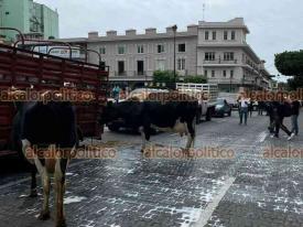 Xalapa, Ver., 9 de junio de 2026.- Productores de la regi�n Palma Sola terminaron por colocar vacas en la calle Enr�quez y derramaron leche para exigir la atenci�n de autoridades ante su conflicto con Leche para el Bienestar (antes Liconsa).
