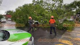 Xalapa, Ver., 13 de junio de 2026.- Automovilistas y vecinos reportan el colapso de un �rbol de Jacaranda de gran tama�o sobre un autom�vil particular en la intersecci�n de la avenida Acueducto y la calle Obras P�blicas.