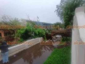 Xalapa, Ver. 13 de junio de 2026.- Debido a las intensas y frecuentes lluvias que se han presentado en esta ciudad, un árbol cayó sobre en la calle Allende afectando al negocio llamado Reformanda, esto atrás del Monumento a las Virtudes.