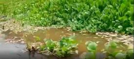 La aparici�n de miles de peces muertos en diversos cuerpos de agua de la Cuenca del r�o Papaloapan, en la regi�n del Sotavento, ha provocado inquietud entre habitantes, pescadores y autoridades de la regi�n, quienes buscan conocer qu� origin� este fen�meno que afecta varios municipios del centro-sur de Veracruz.
