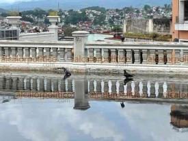 Xalapa, Ver., 9 de julio de 2026.- Lluvias dejaron encharcamiento en el parque Juárez. Palomas aprovechan para bañarse y beber agua.

