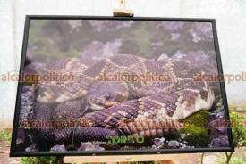 Xalapa, Ver., 18 de julio de 2026.- Este sábado 18 y domingo 19 de julio se lleva a cabo la quinta edición del Festival Mexicano de las Serpientes en el Parque Naturalia, Santuario de Vida Silvestre. La titular de SEDEMA, Luz María Zaleta Mendoza, acudió a la inauguración que no exhibe ejemplares vivos sino sólo fotografías.
