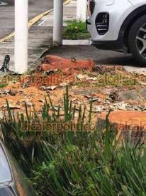 Xalapa, Ver., 5 de agosto de 2026.- Vecinos de la calle Laja, en el Fraccionamiento La Marquesa, condenaron la tala de árboles en el parque de esta zona. Exigen a las autoridades investigar y dar con el responsable.
