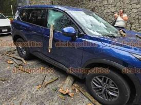 Xalapa, Ver., 2 de septiembre de 2026.- Rama de árbol cayó y dañó dos vehículos que estaban estacionados en la calle Victoria, junto a los Tecajetes.
