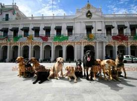 Xalapa, Ver., 8 de septiembre de 2026.- 12 perros que forman parte del equipo de entrenamiento de K-9 Xalapa se pusieron patriotas y posaron junto a los adornos tricolores en el Centro.
