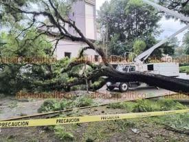 Xalapa, Ver., 3 de octubre de 2026.- Las intensas lluvias provocaron la caída de un árbol sobre la avenida Ruiz Cortines, bloqueando el carril con dirección a Tesorería. Autoridades realizan trabajos para retirarlo. 